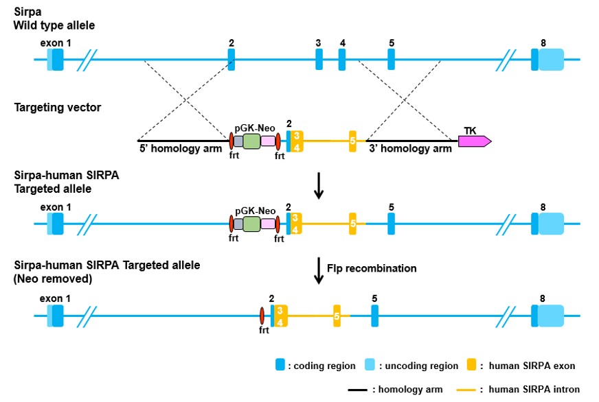 SIRPA Humanized Immune Checkpoint Mouse Model