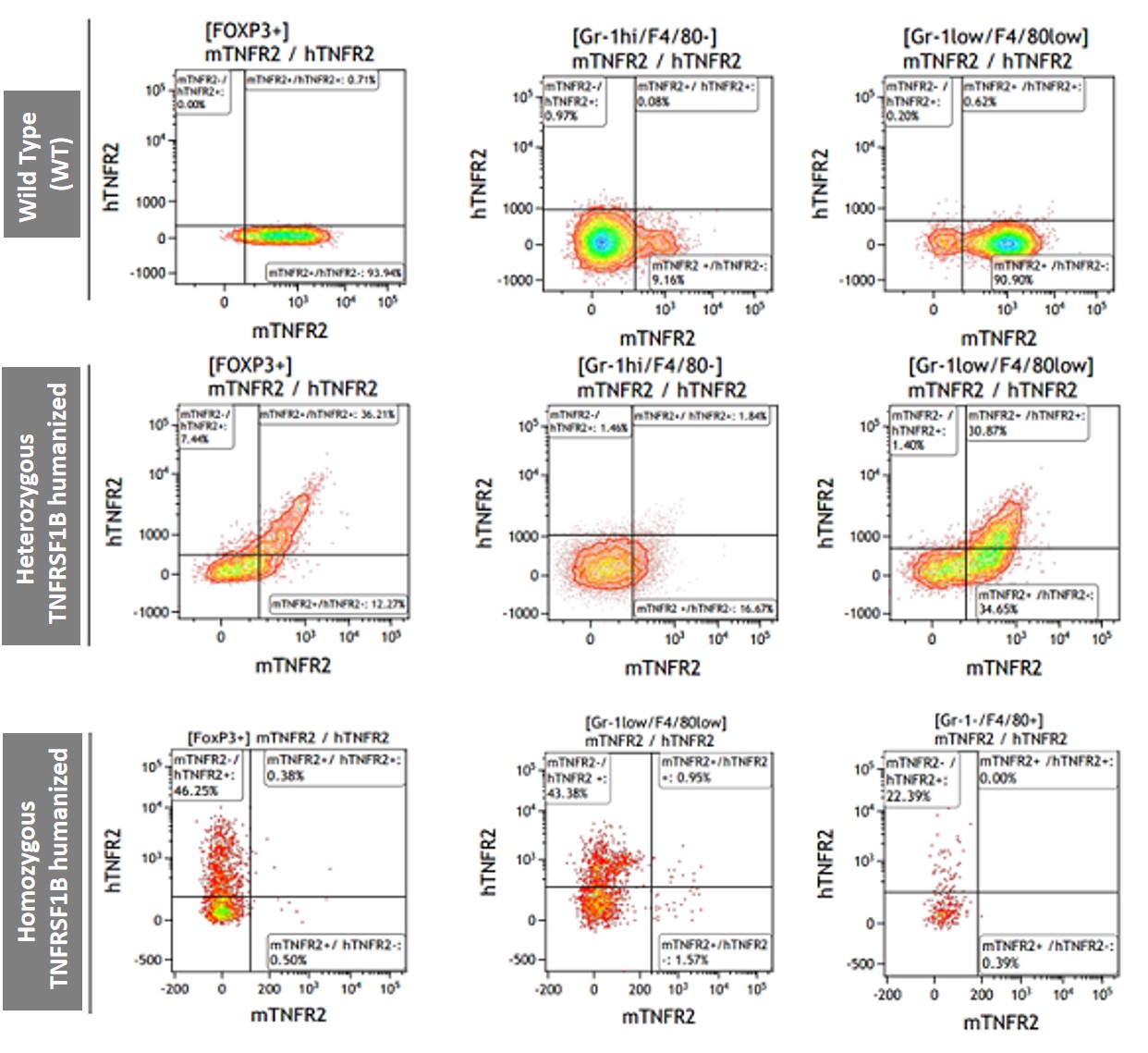 TNFRSF1B Humanized Immune Checkpoint Mouse Model