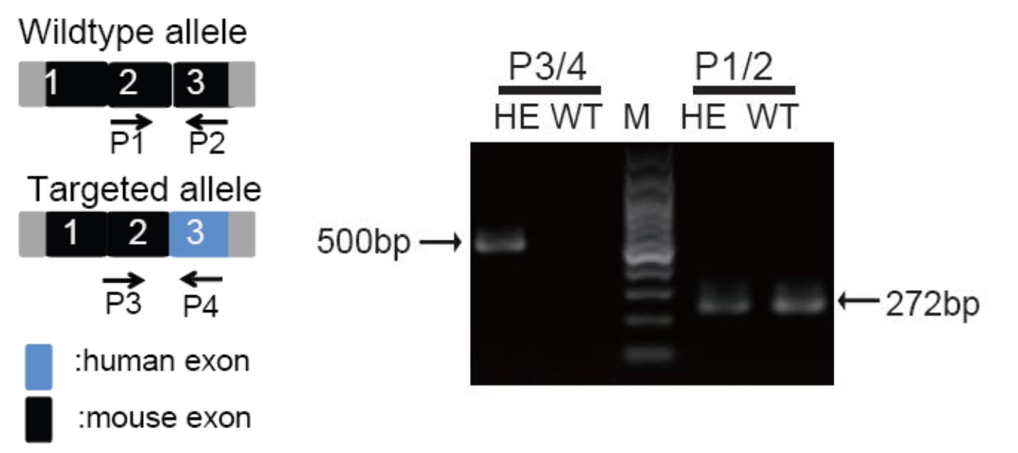 TLR7 Humanized Immune Checkpoint Mouse Model