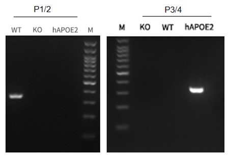APOE2 Humanized Immune Checkpoint Mouse Model