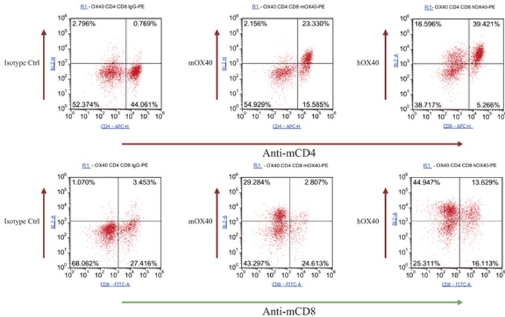 OX40 Humanized Immune Checkpoint Mouse Model