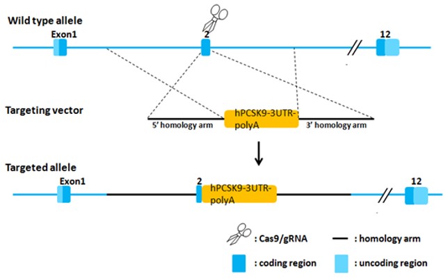 PCSK9 Humanized Immune Checkpoint Mouse Model