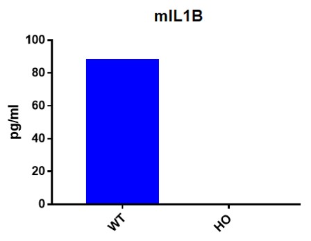 IL1B Humanized Immune Checkpoint Mouse Model