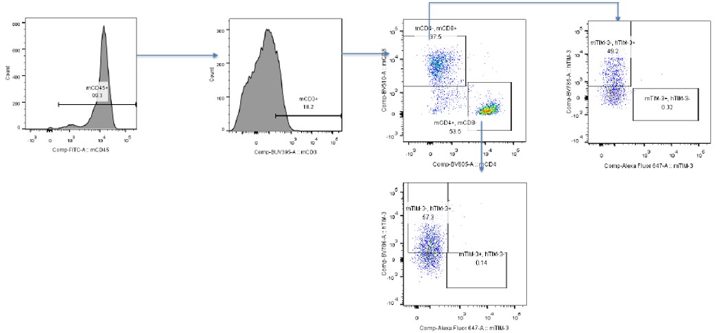 TIM3 Humanized Immune Checkpoint Mouse Model